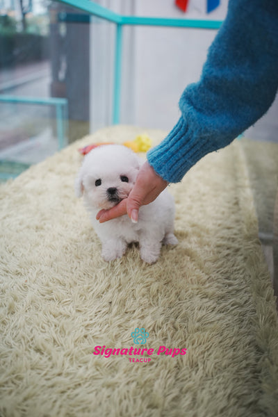 Bichon Frise - Bo
