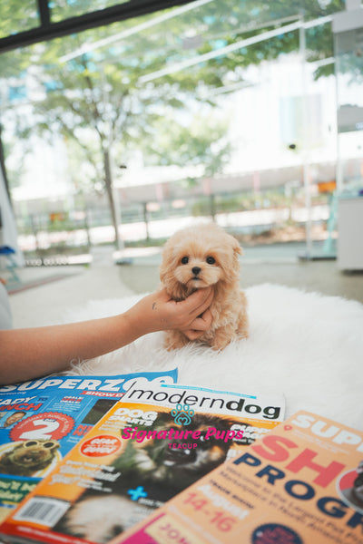4.5 month old Maltipoo - Duke (Reserved to Chicago)