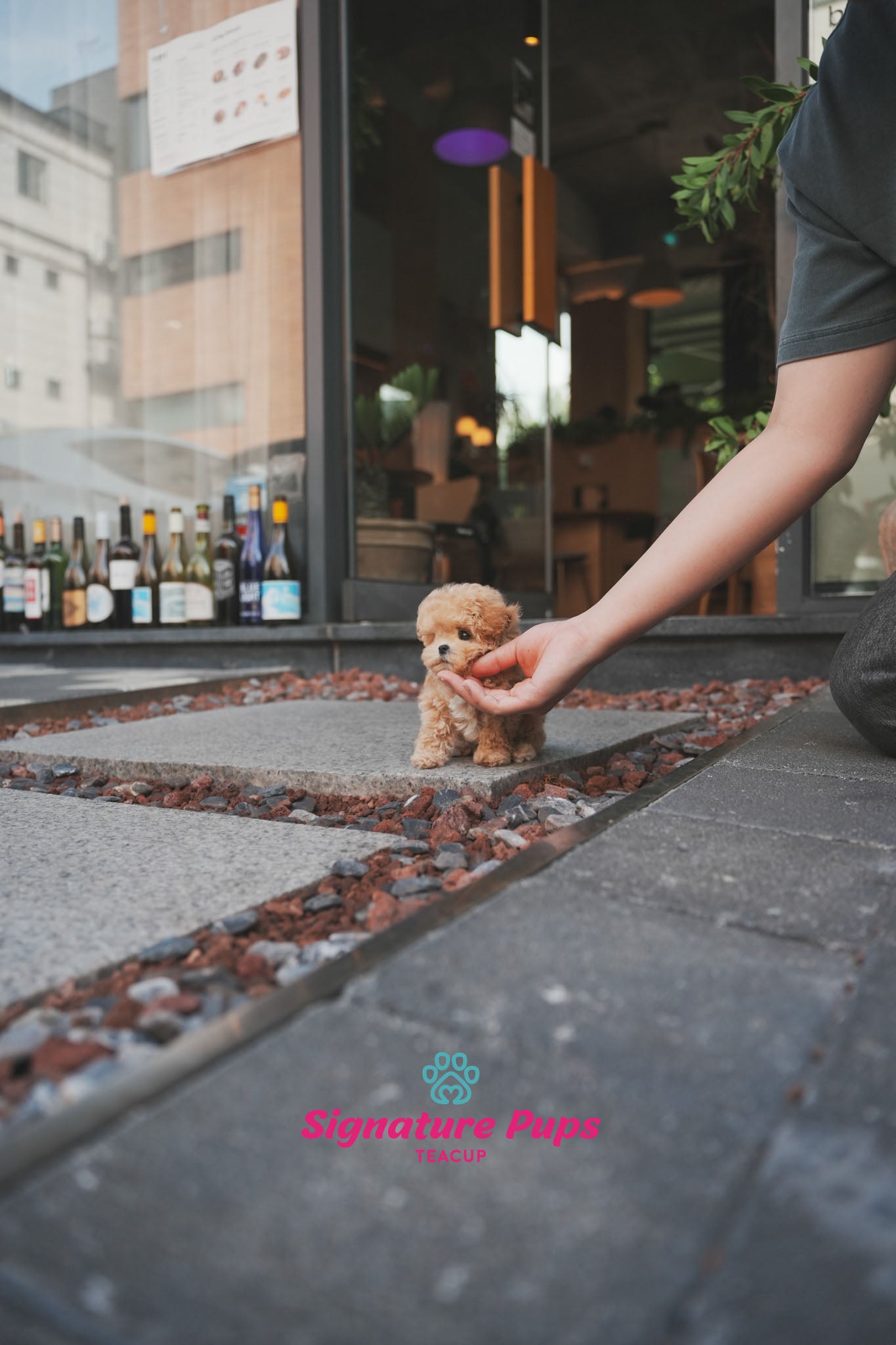 Maltipoo - Benji