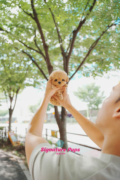 Maltipoo - Bonie (Reserved to Los Angeles)