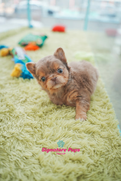 Choco Merle Long Coat Chihuahua -  Chuchu