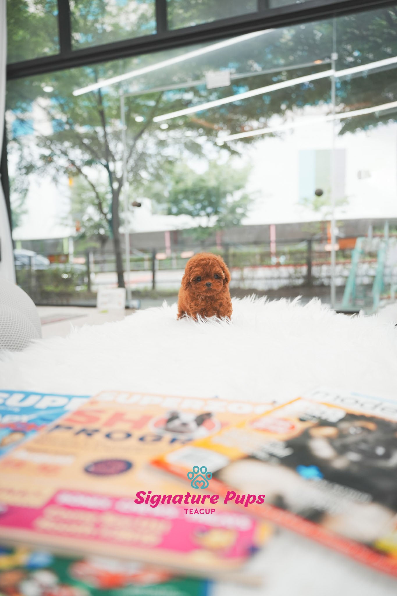 Red Poodle - Wendy