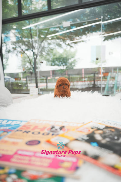 Red Poodle - Wendy