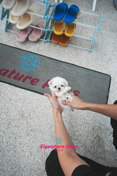 FCI Pedigree Maltese - Cherry