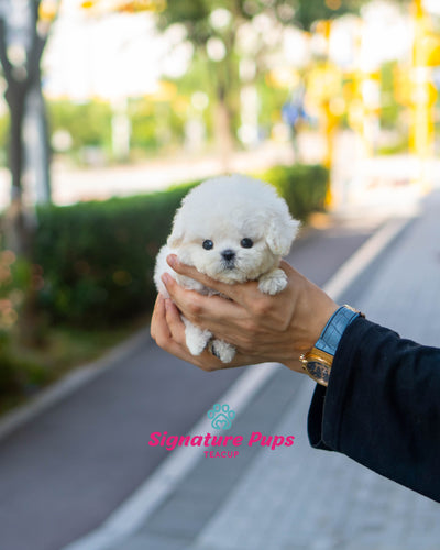 Teddy Bichon Frise - Milk