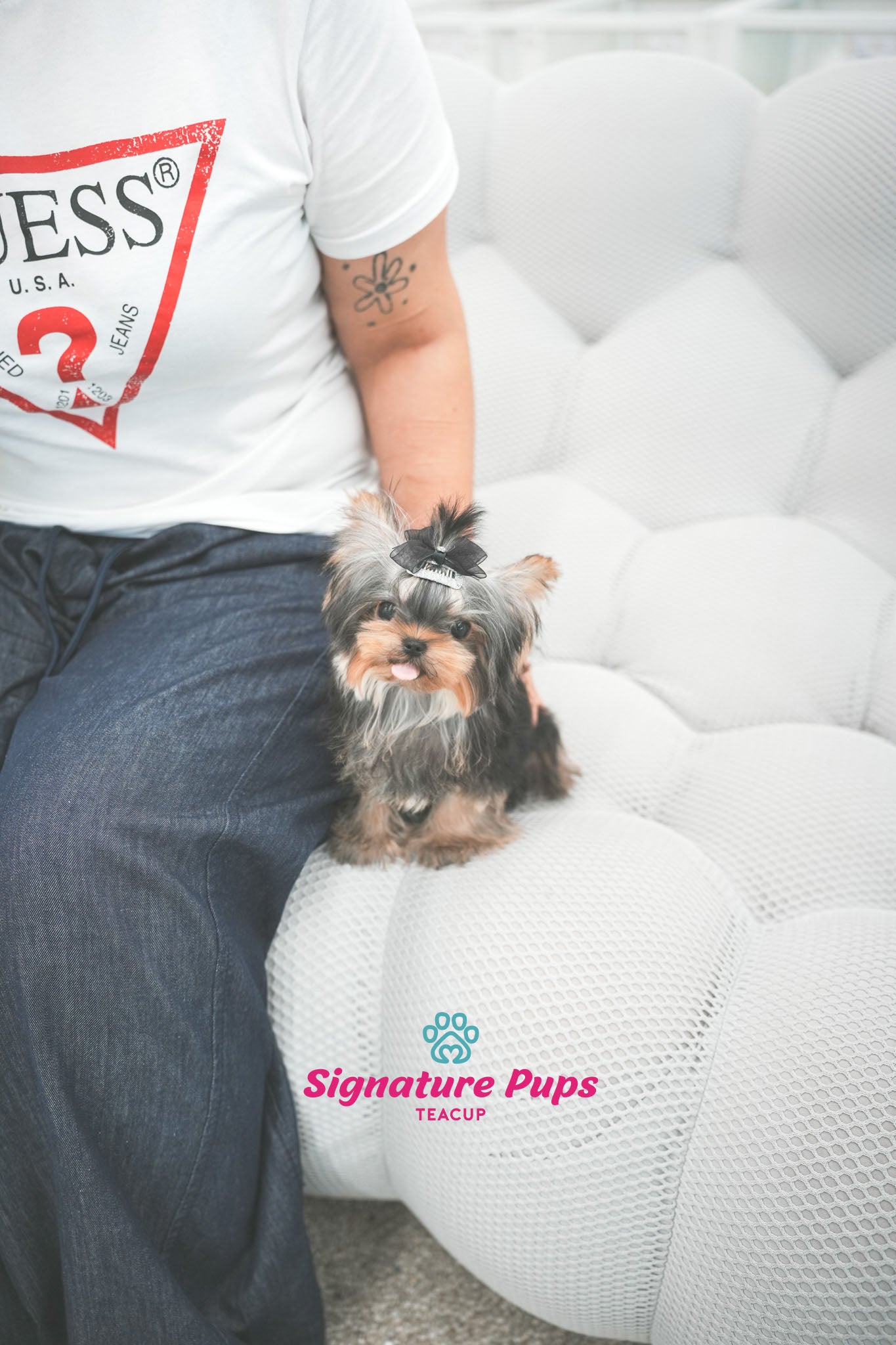 5.5 month Yorkshire Terrier - Clair