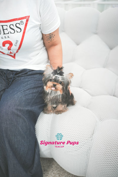 5.5 month Yorkshire Terrier - Clair