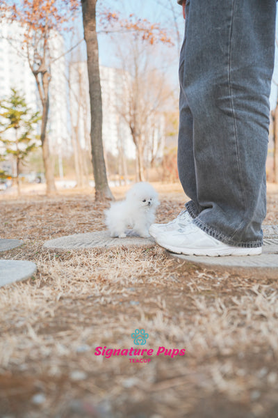 Micro size Pomeranian - Kai