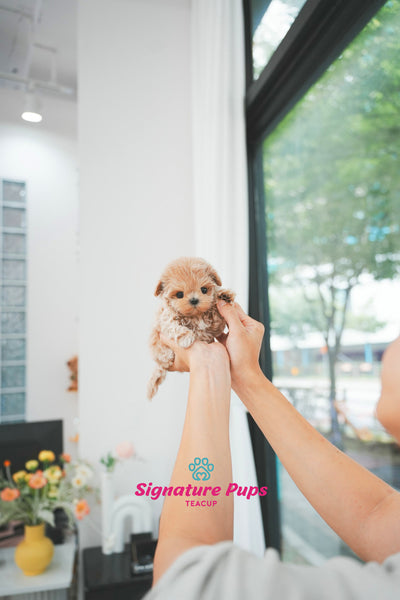 Maltipoo - Sunny