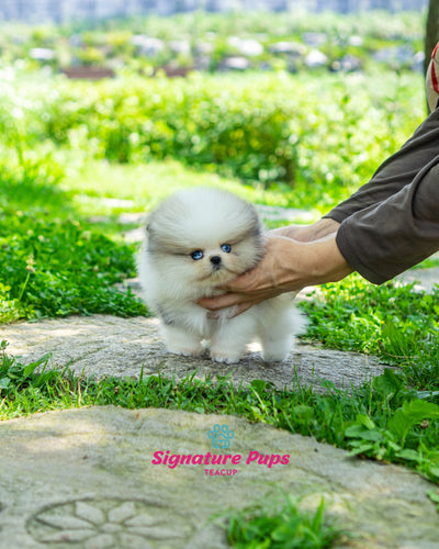 Blue eye Pomeranian - Sky