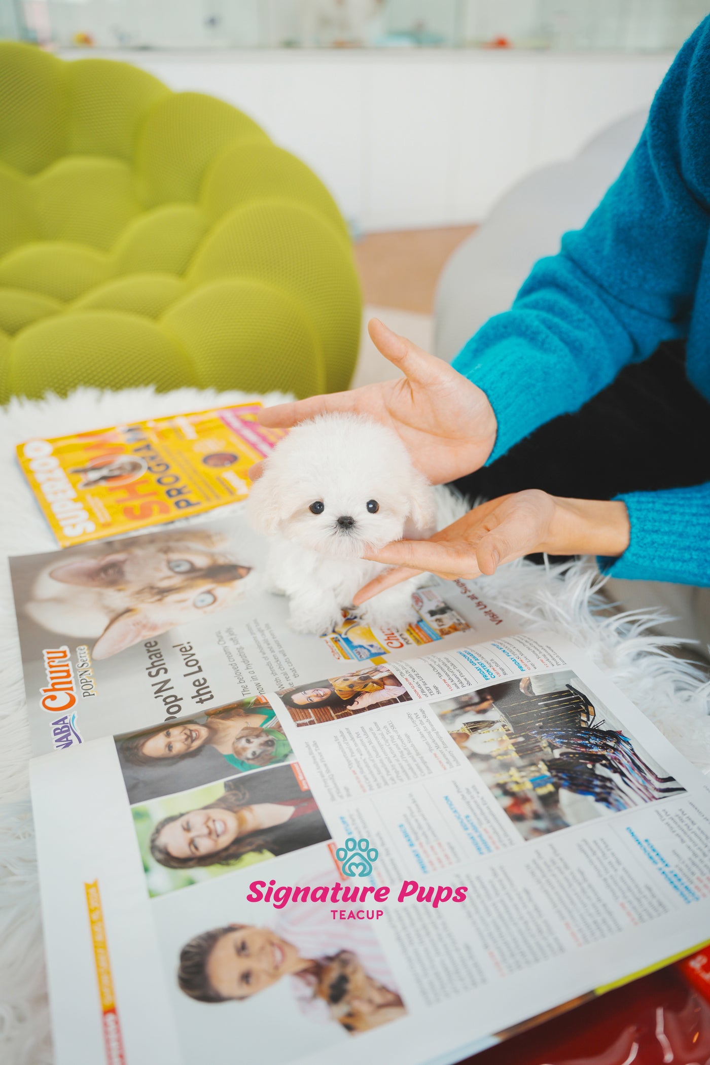 White Maltipoo - Teo