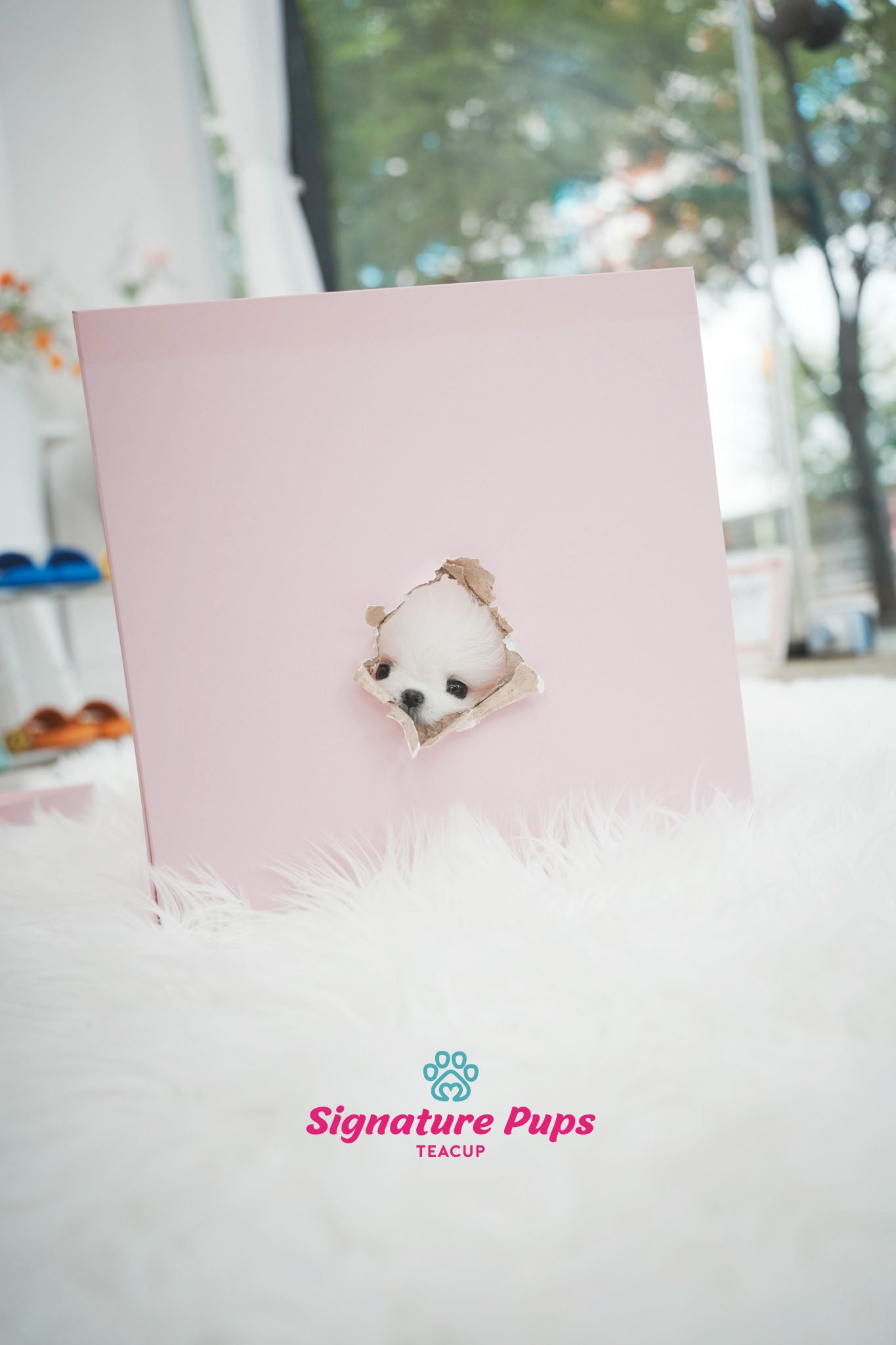 FCI Pedigree Pomeranian - Miso