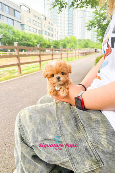 Maltipoo - Teo