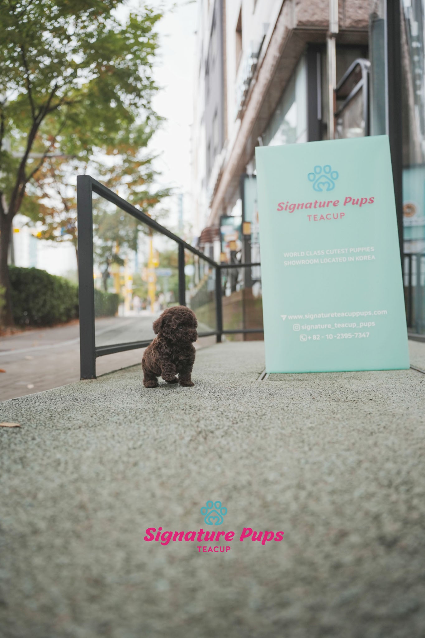 Choco Poodle - Latte