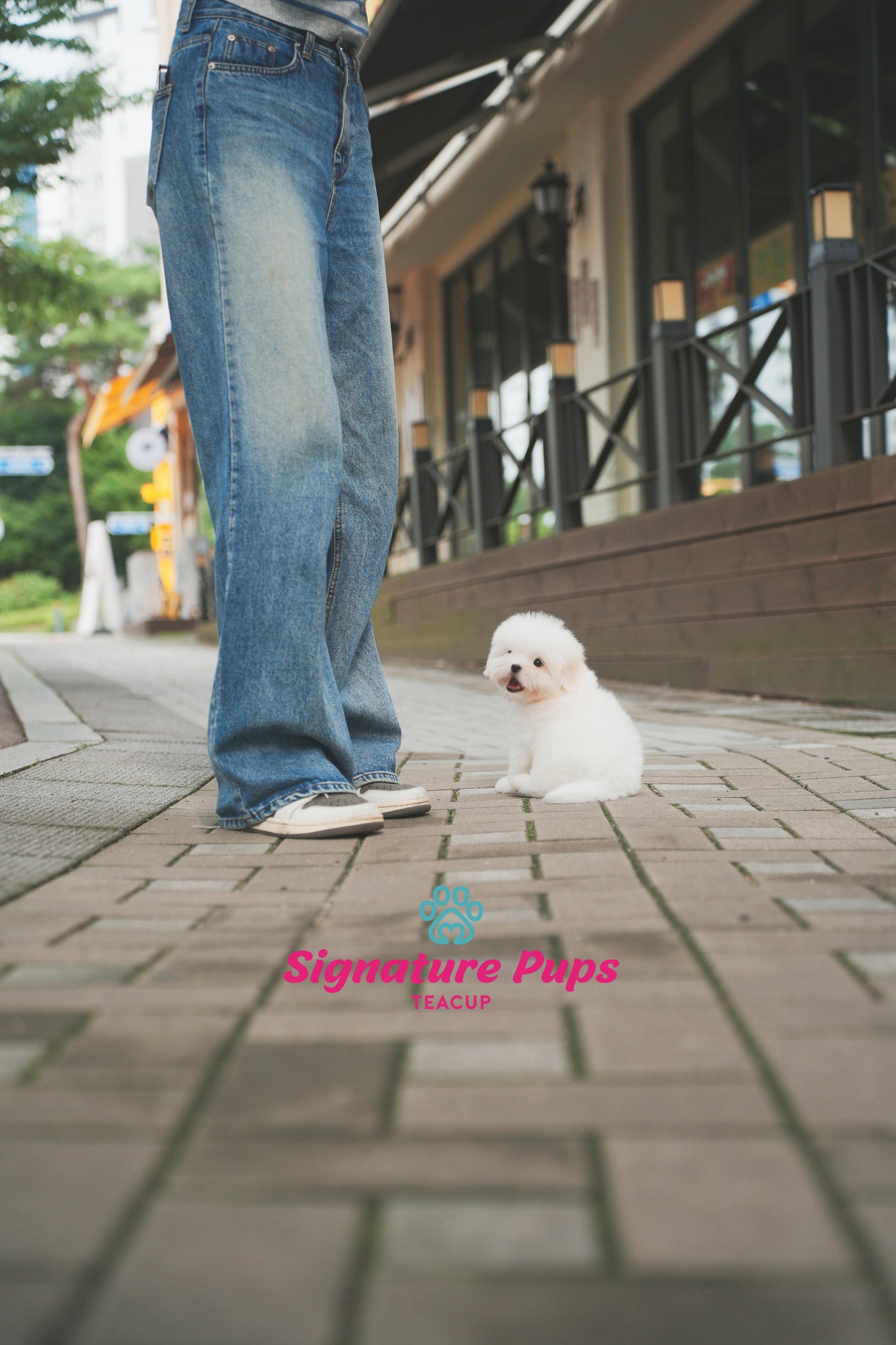 Coton de Tulear - Dony