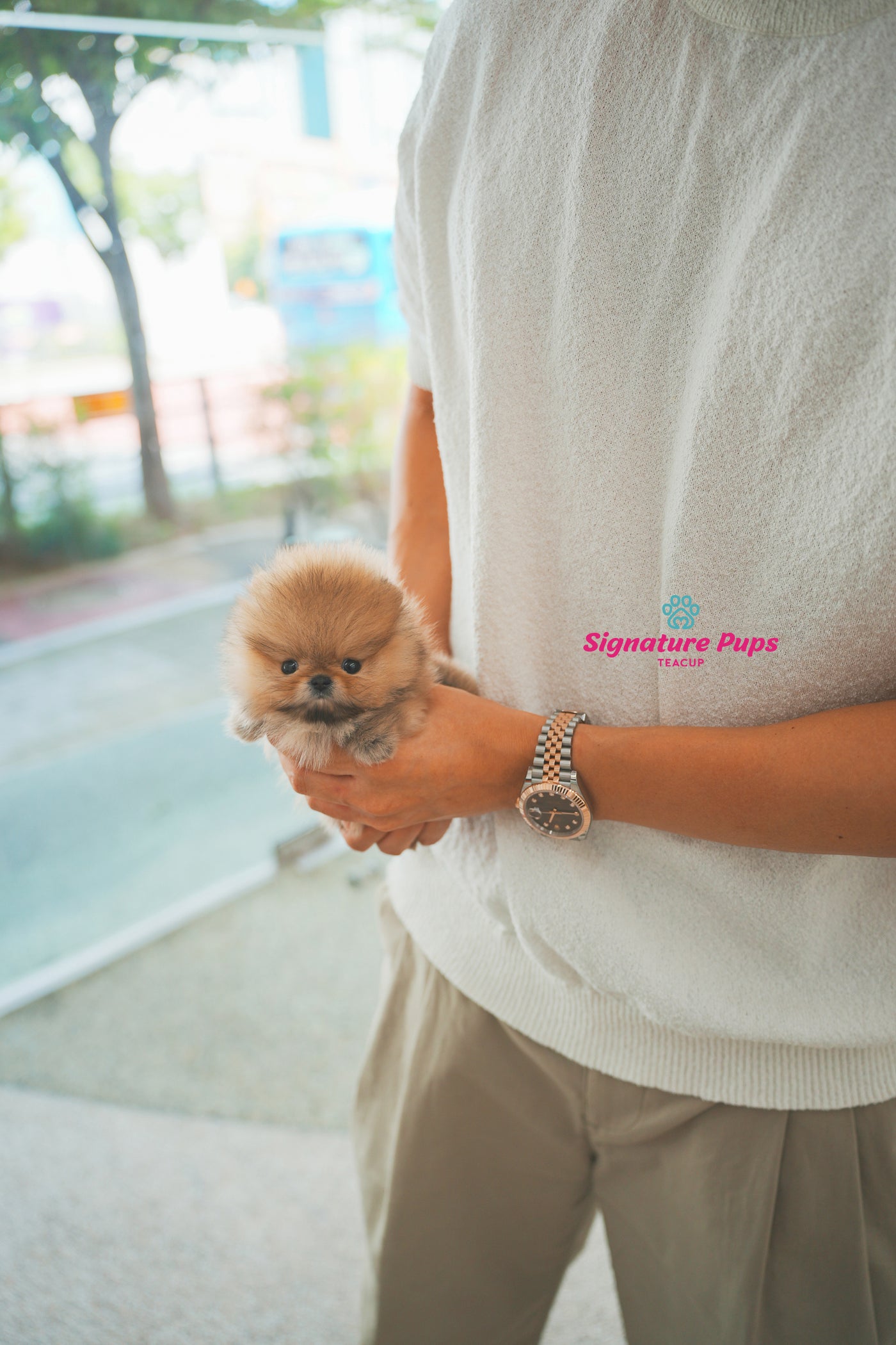 Micro size Pomeranian - Jerry