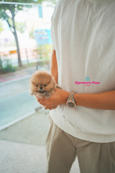 Micro size Pomeranian - Jerry