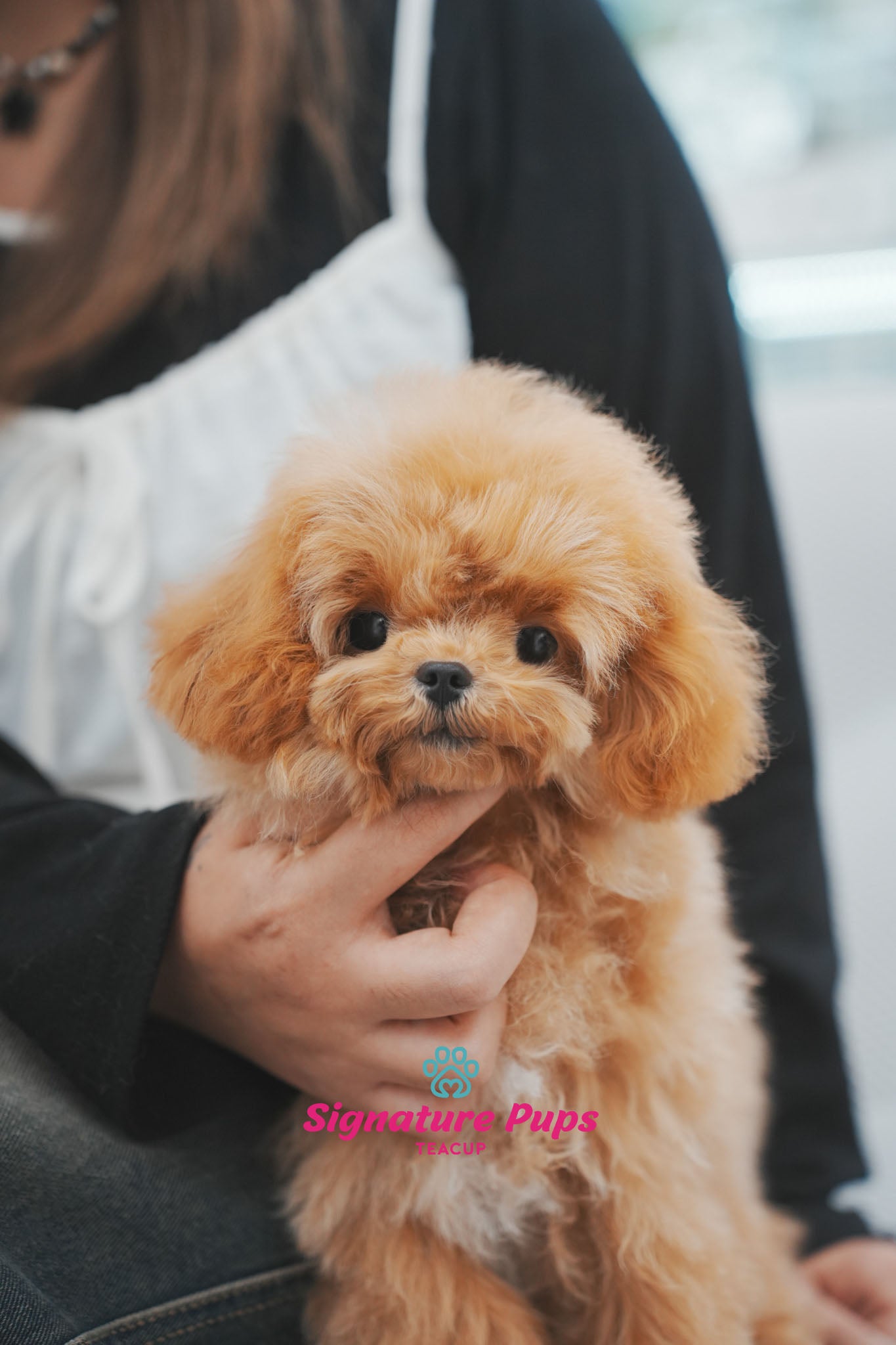 6 months old Poodle - Divo