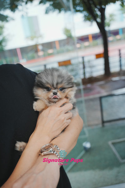 Blue Merle with blue eye Pomeranian - Mac
