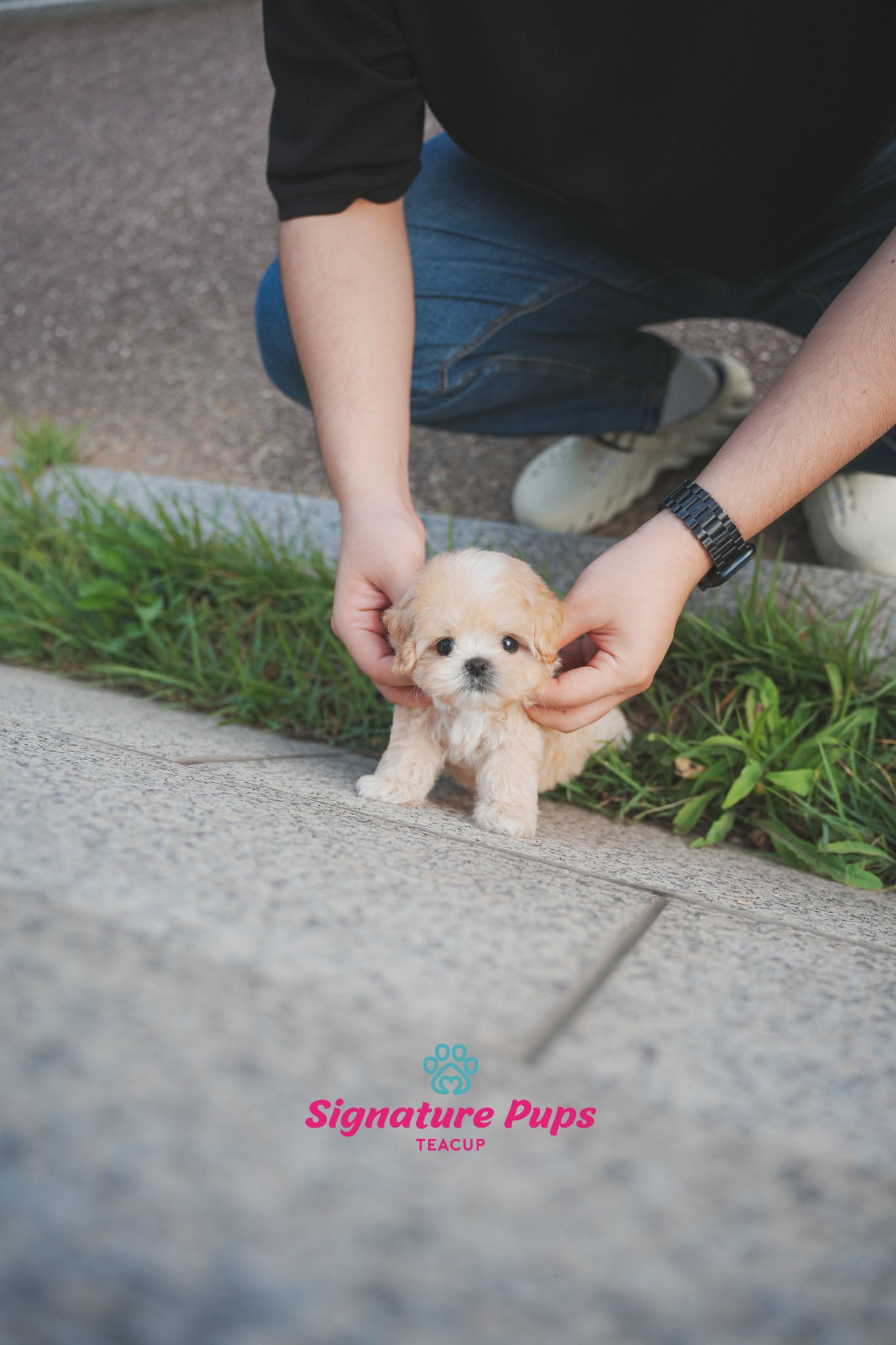 Maltipoo - Maple