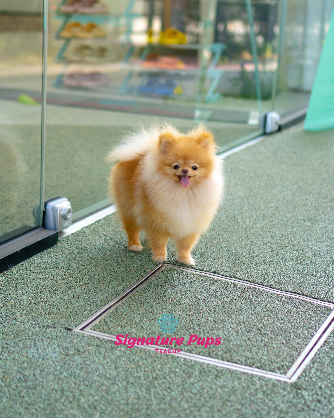 8 Month old Pomeranian - Welly