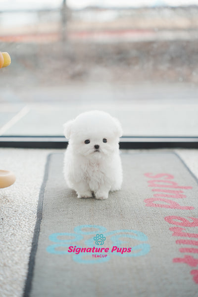 Bichon Frise - Kai