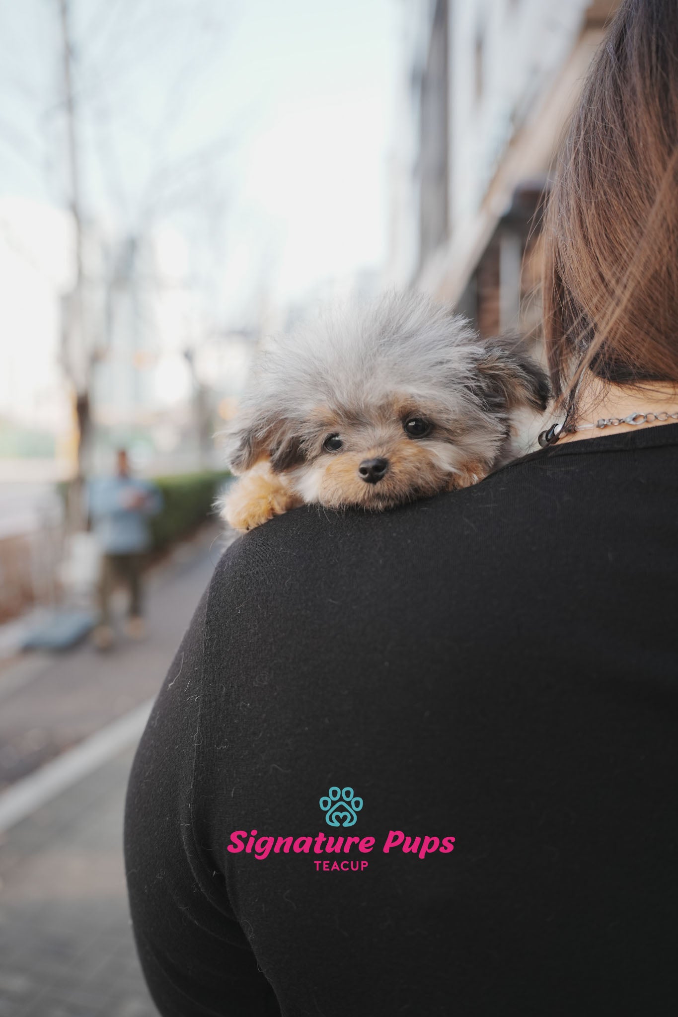 6 month old Blue Merle Maltipoo - Mari
