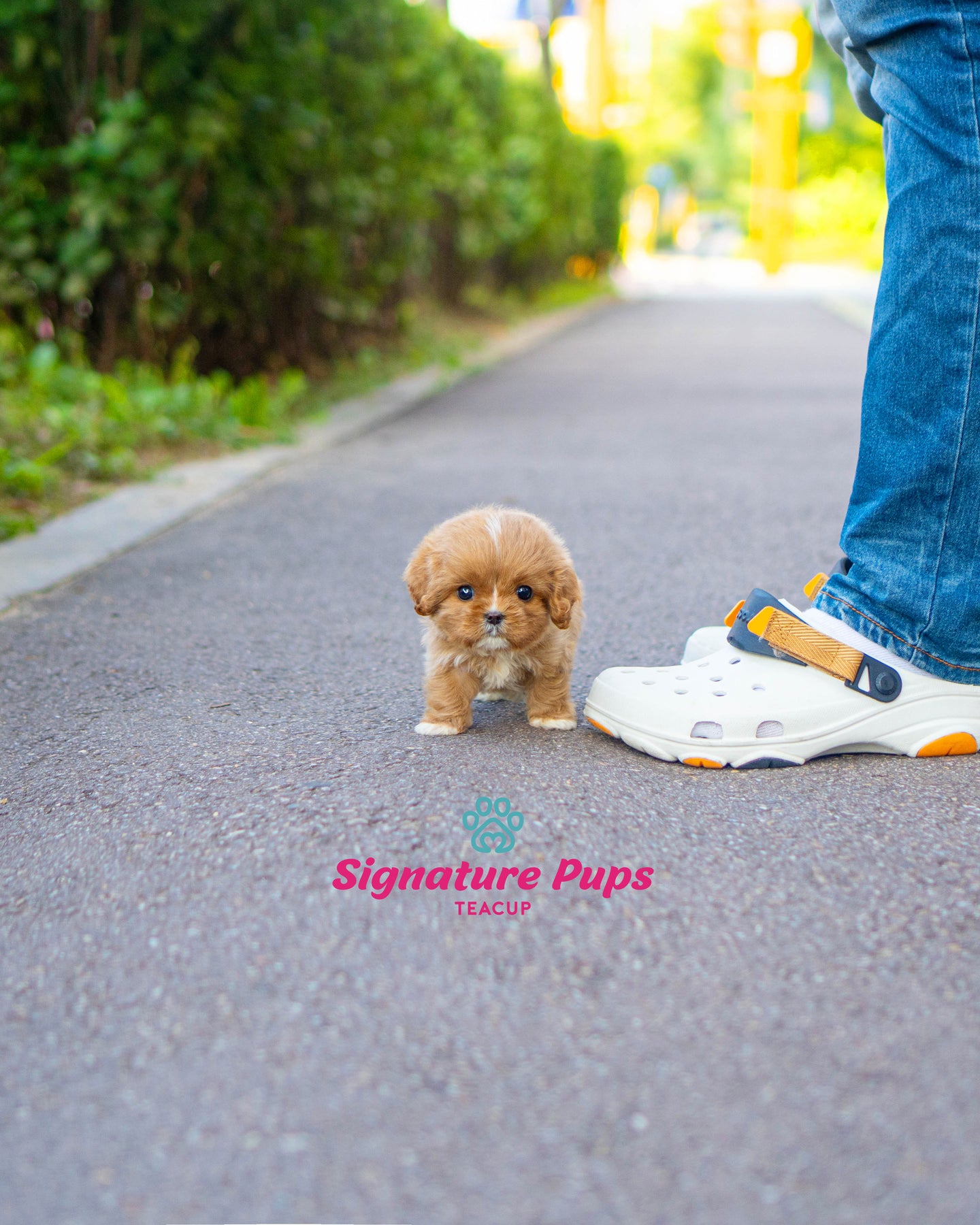Mini Cavapoo - Chopa – Signature Teacup Pups