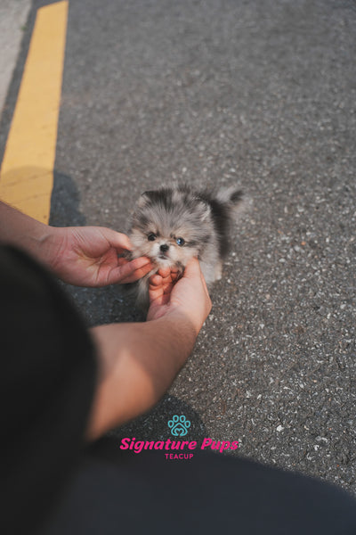 Pomeranian - Stom