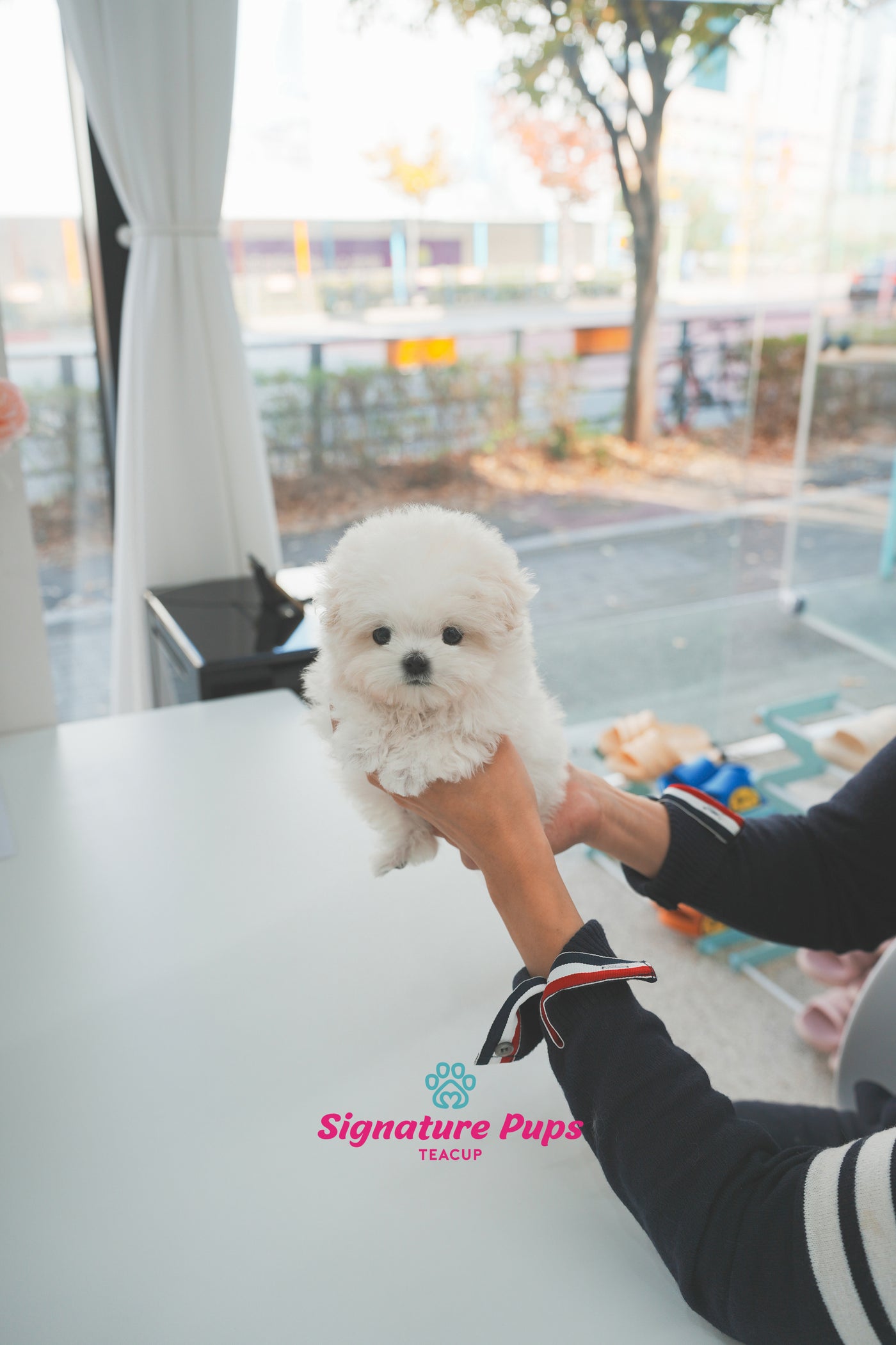 Blue eyes Bichon Frise - Moose