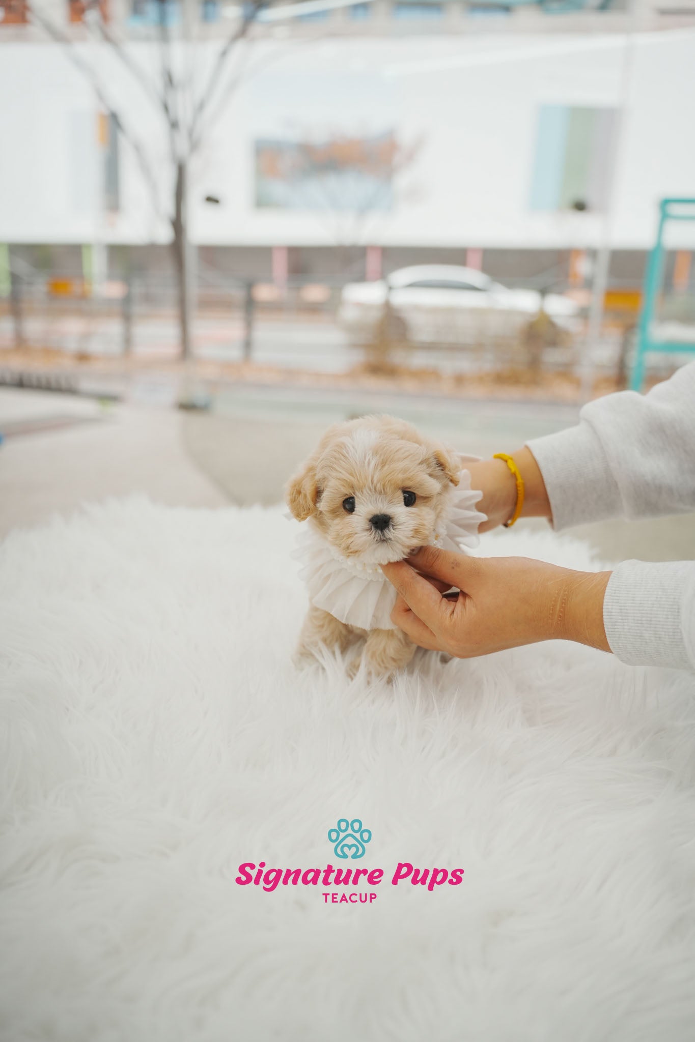 Maltipoo -  Bebe