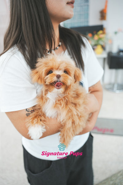 6 months old Female Maltipoo - Rose
