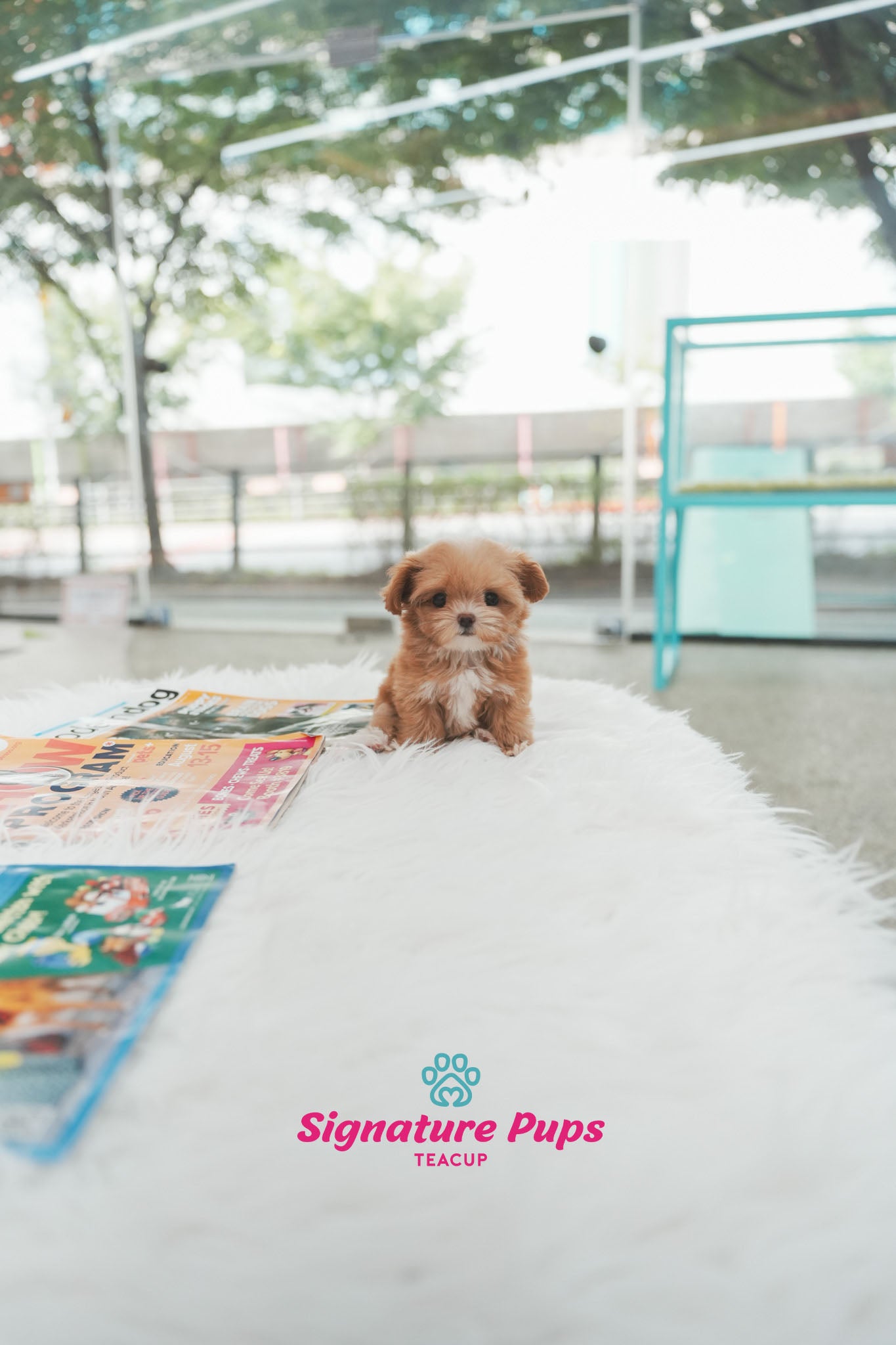 Maltipoo - Lilly