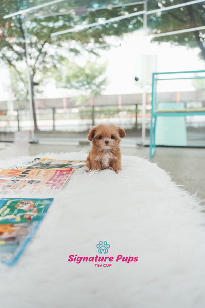 Maltipoo - Lilly