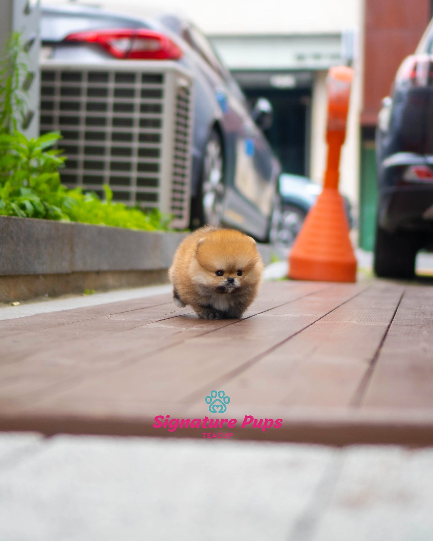 Orange Pomeranian- Poka (Reserved to Washington DC)