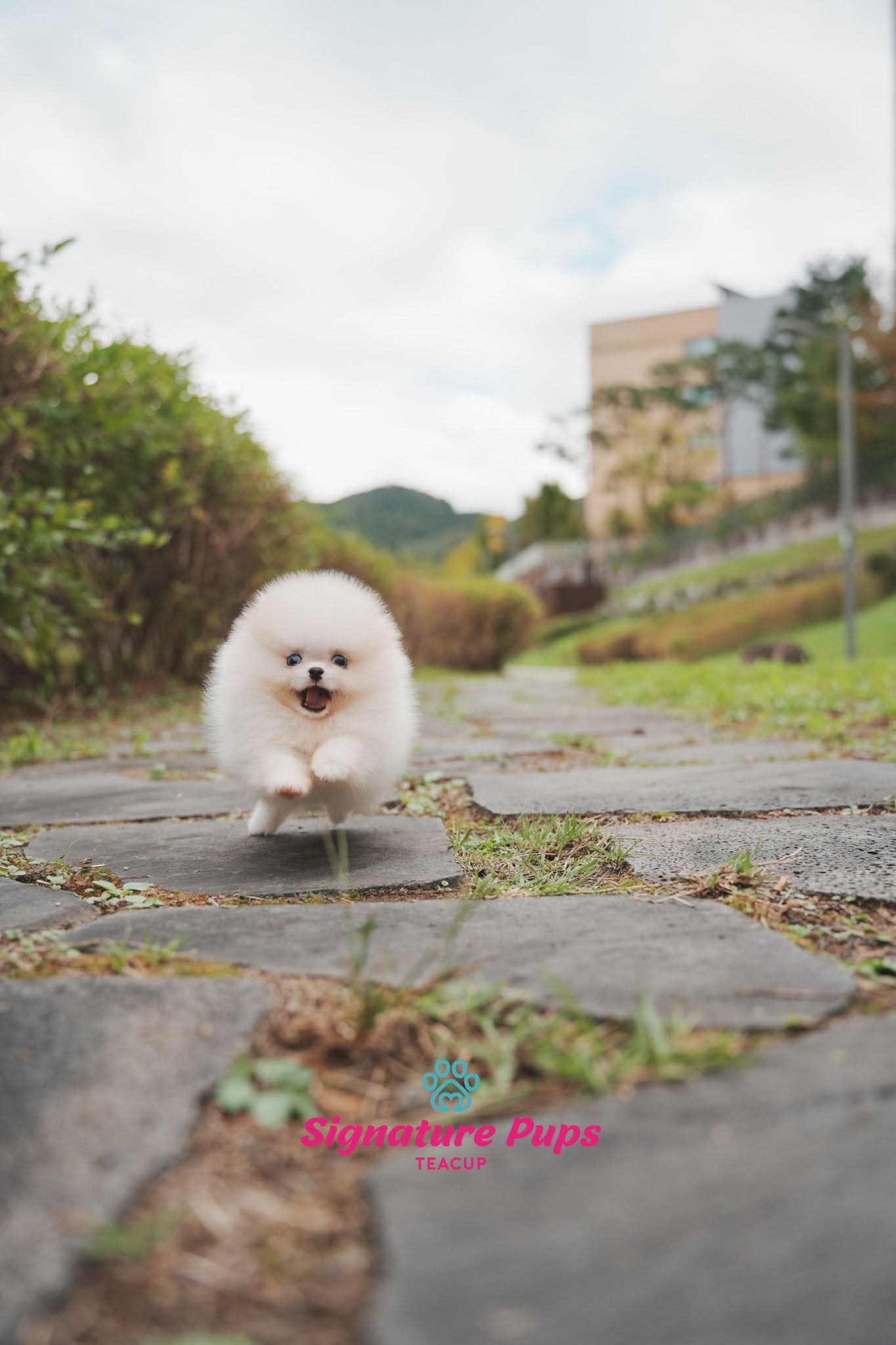 Parti Pomeranian - Shasha