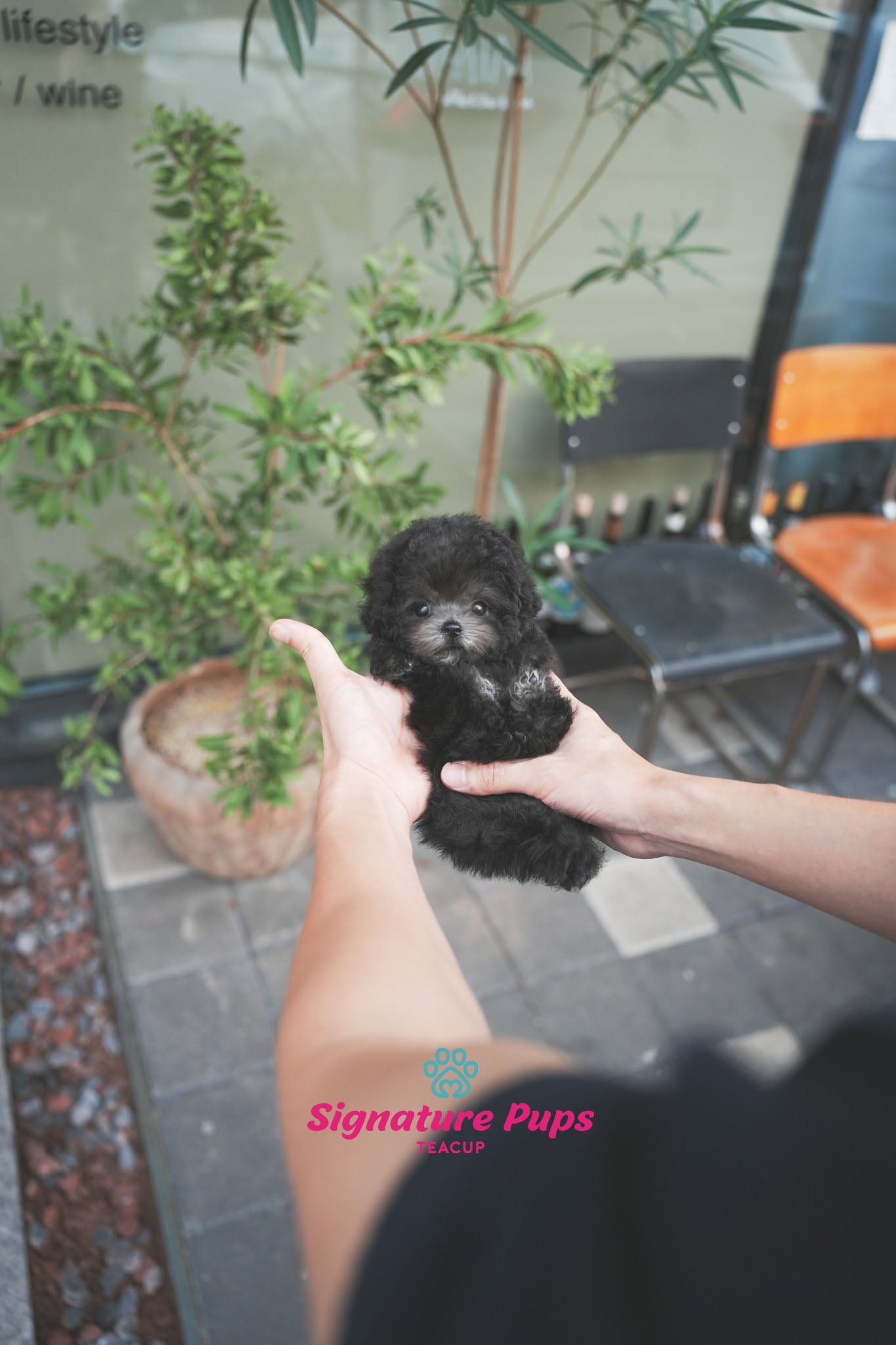 Micro Size Silver Poodle - Momo