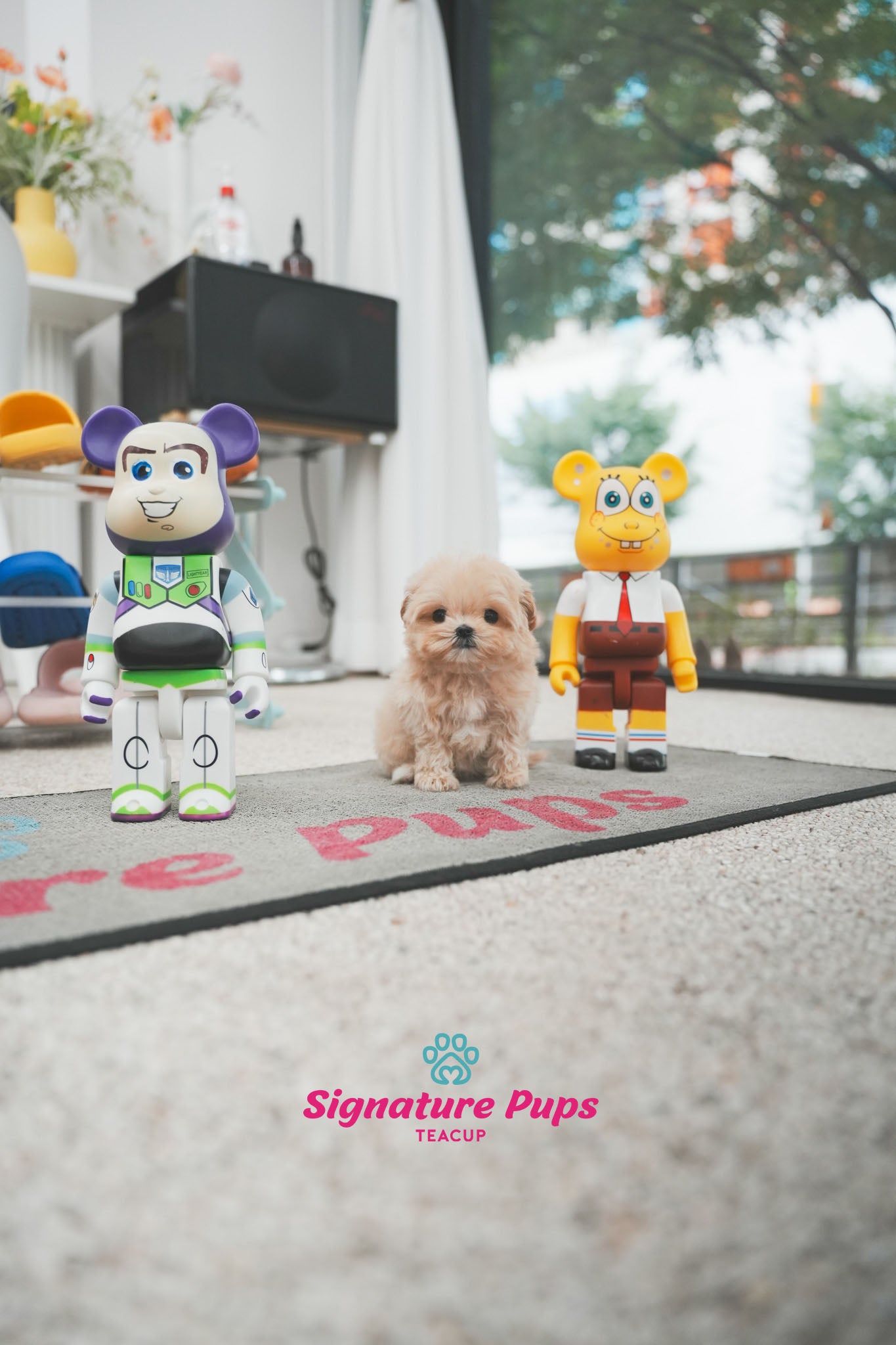 Maltipoo - Mina