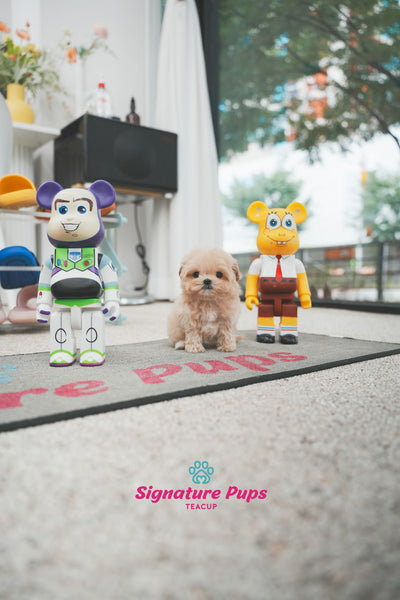 Maltipoo - Mina