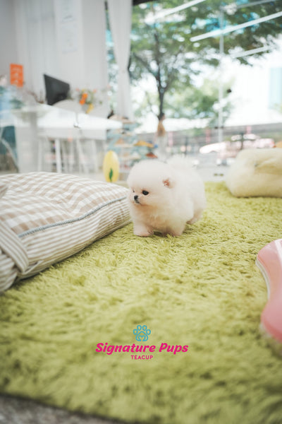 Pomeranian - Lulu