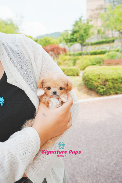 Maltipoo - Momo (Reserved to San Francisco)
