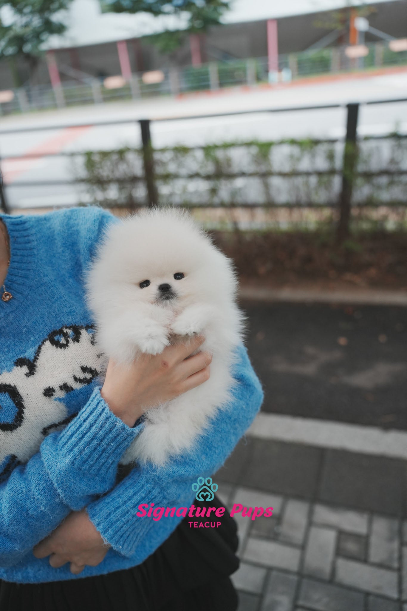 Champion Pedigree Pomeranian - Zeus