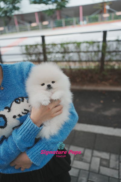 Champion Pedigree Pomeranian - Zeus