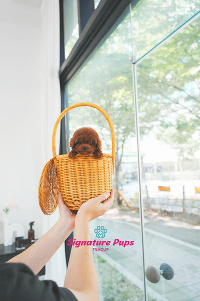 Poodle - Mia