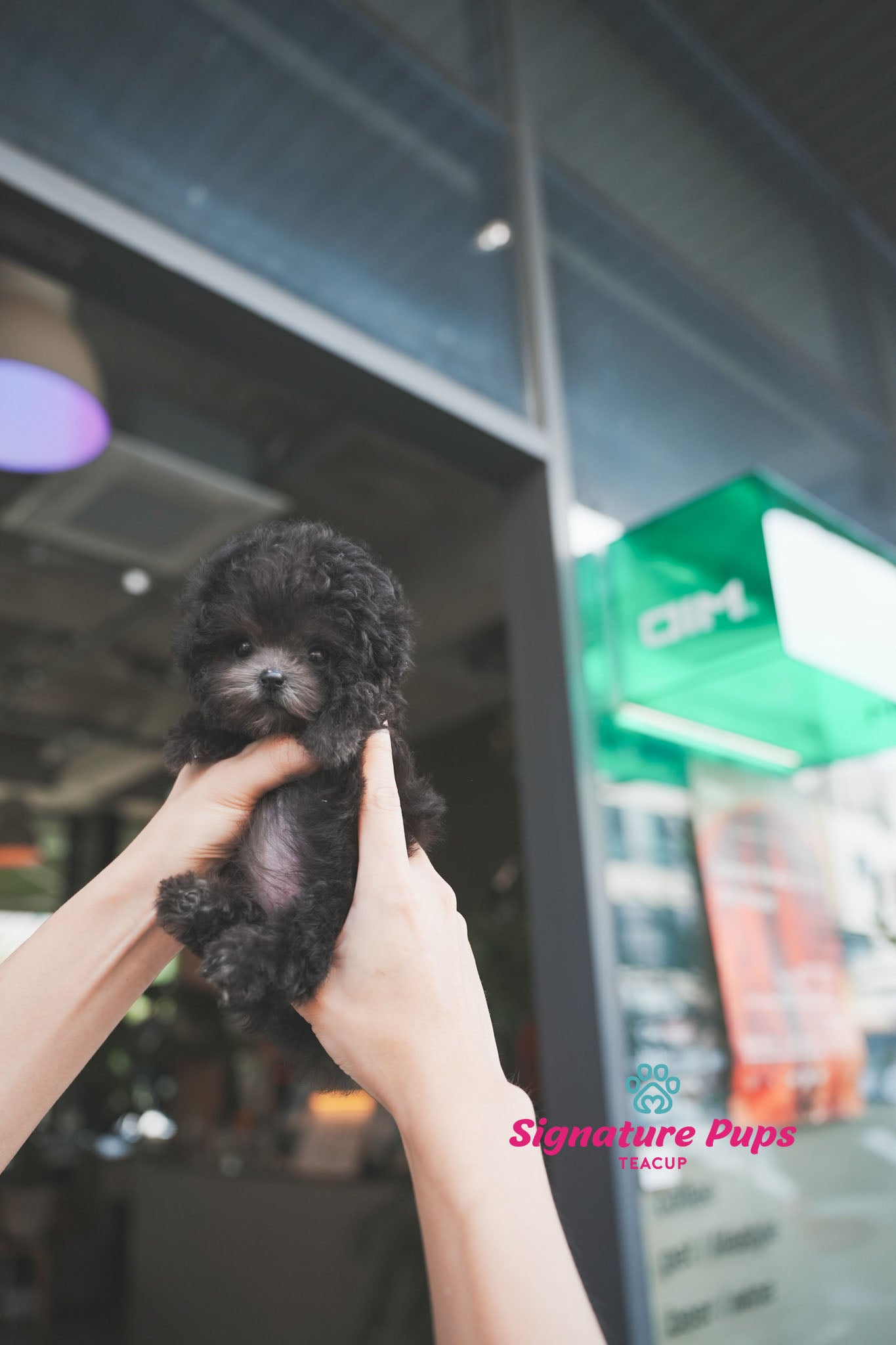 Micro Size Silver Poodle - Momo