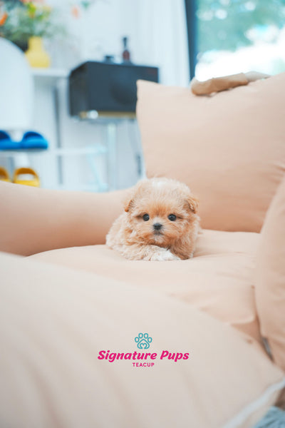 Maltipoo - Cherry