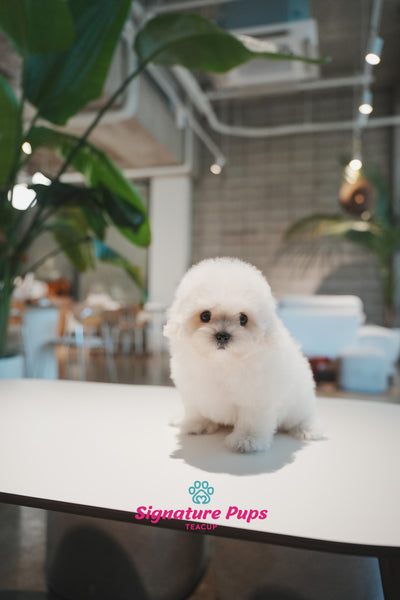 COTON DE TULEAR - Kkuri