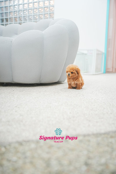 Poodle - Toby (Reserved to Chicago)