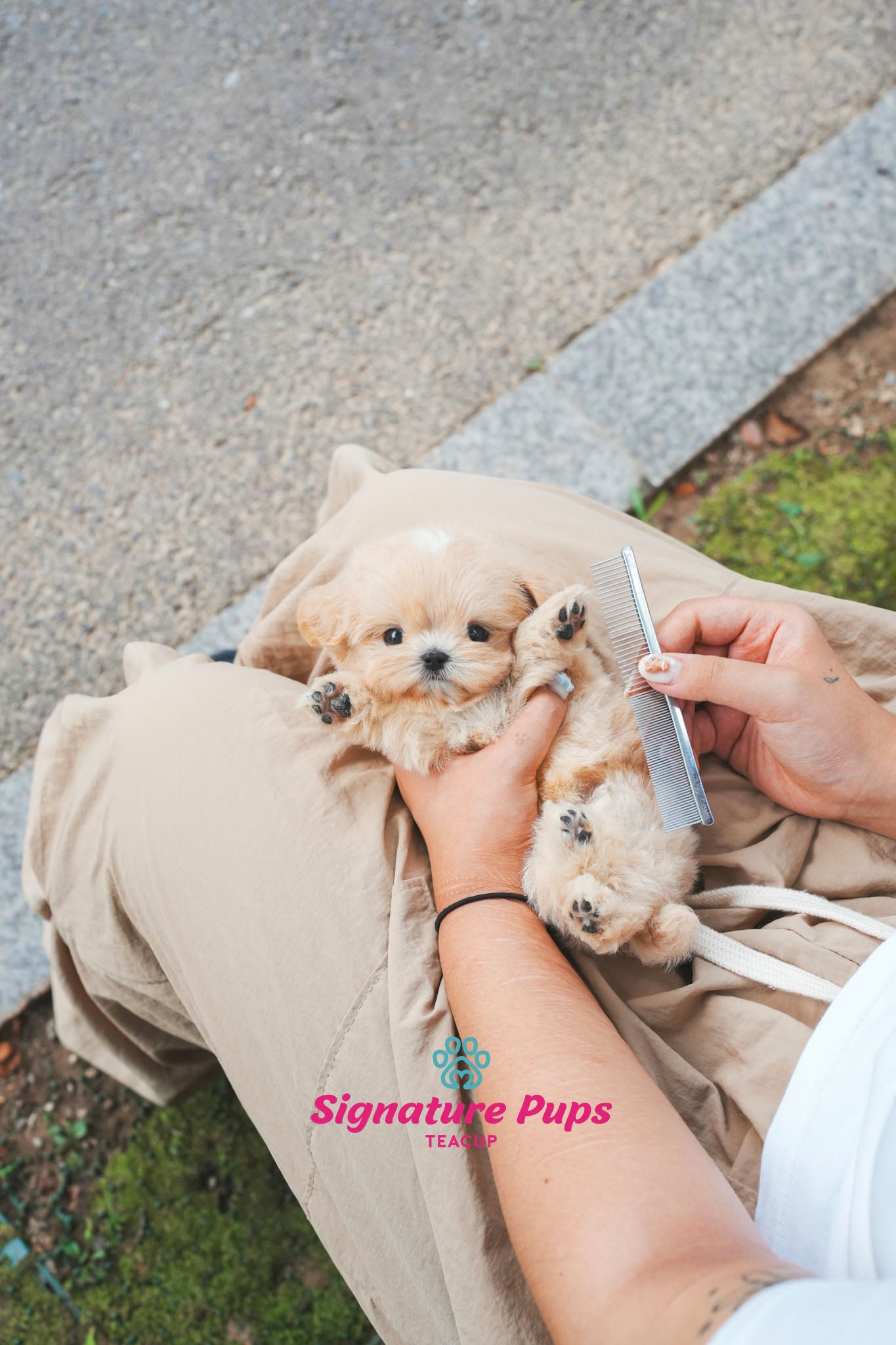 Maltipoo - Buddy