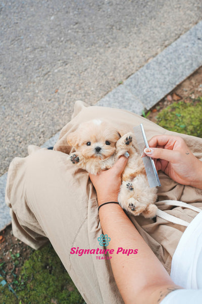 Maltipoo - Buddy